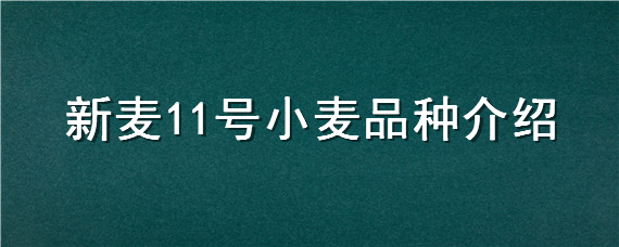 新麦11号小麦品种介绍"