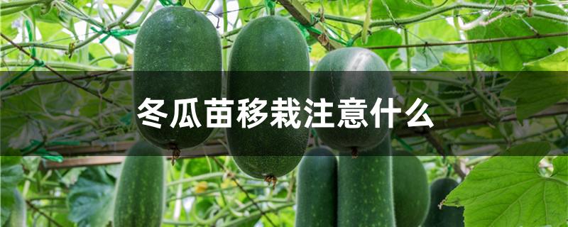 冬瓜苗移栽注意什么