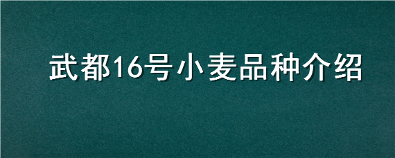 武都16号小麦品种介绍"