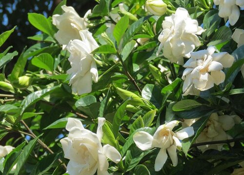 栀子花怕冷吗（栀子花冬天怕冻吗，放在室外会冻死吗）