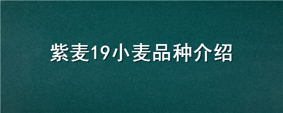 紫麦19小麦品种介绍