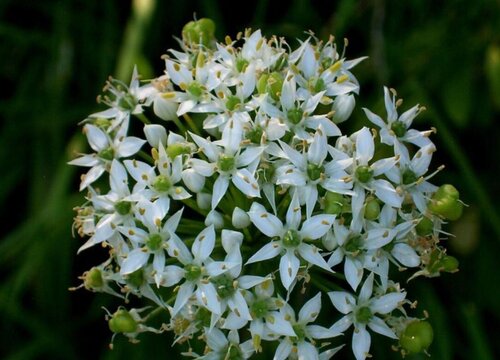 韭菜一年开几次花"