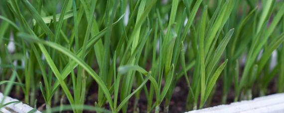 大棚韭菜的种植技术和管理"