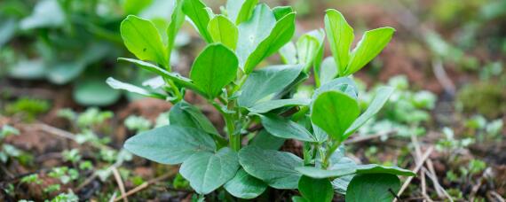 蚕豆除草用什么除草剂"