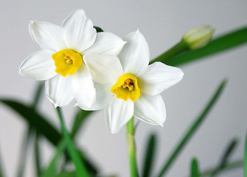 水仙花冬天开花吗