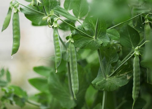 豌豆是双子叶植物吗