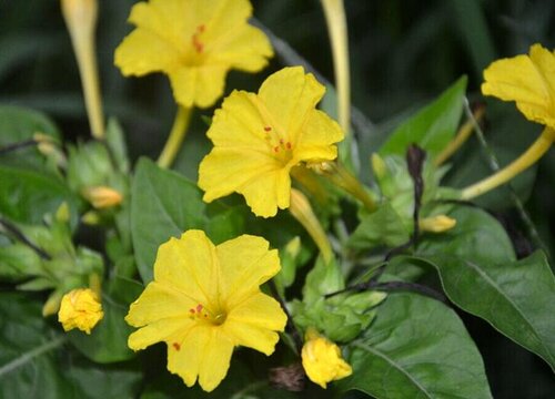 胭脂血花一年开几次花"