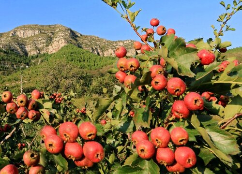 山楂树几年结果实