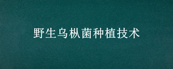 野生乌枞菌种植技术"