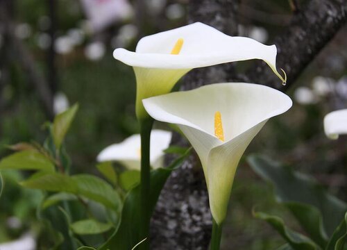 马蹄莲花一年开几次花"