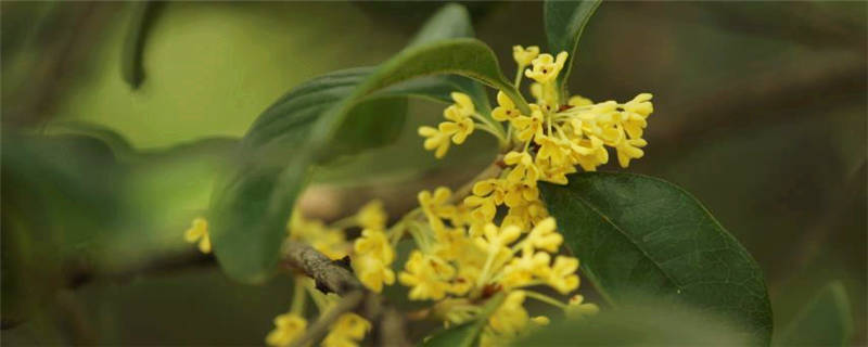 桂花树种植注意事项"