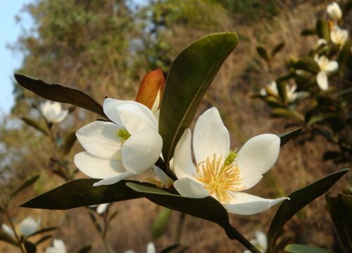 含笑梅一年开几次花"