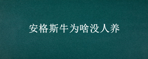 安格斯牛为啥没人养"