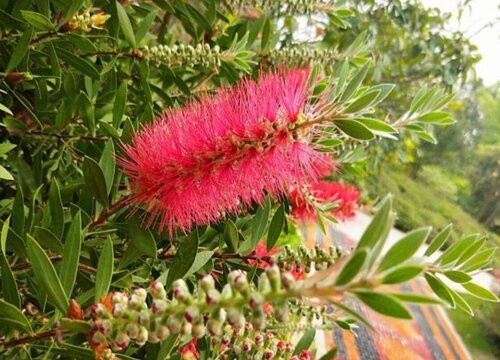 红千层一年开几次花"