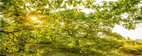 板栗种植技术与管理"