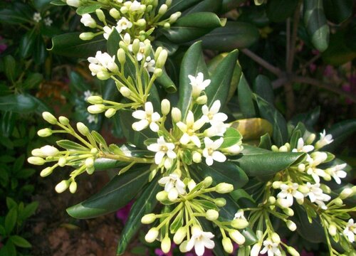 米兰一年开几次花