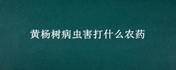 黄杨树病虫害打什么农药