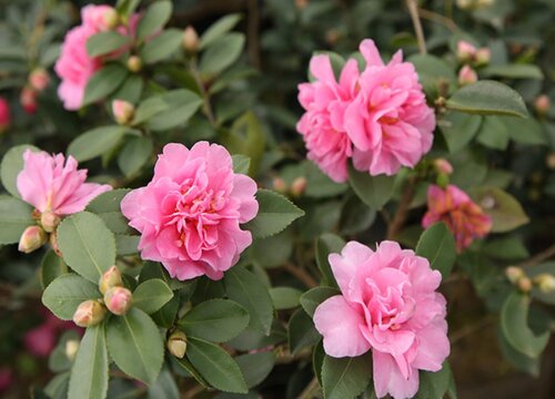 茶梅花施什么肥最好"