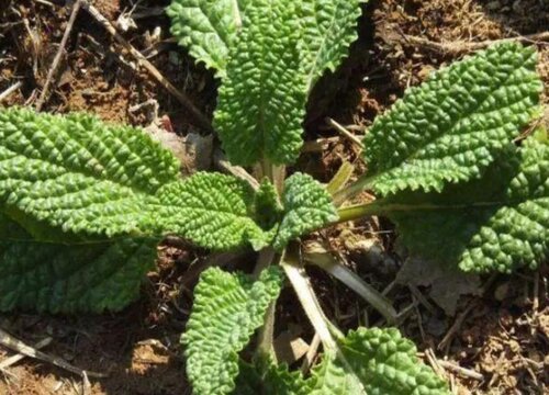 蟾蜍草什么季节种植合适"