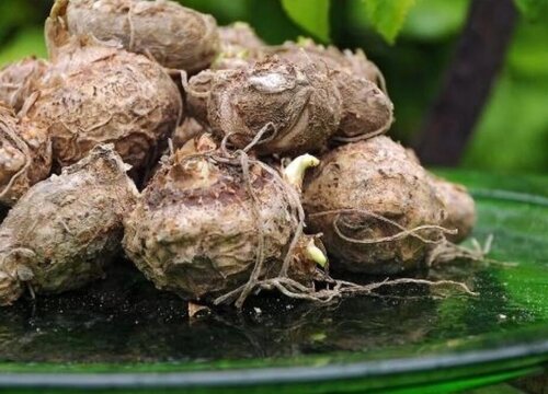 假马蹄莲种球保存方法与种植时间"