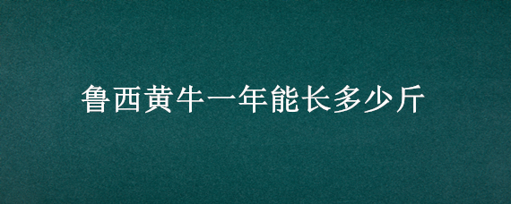 鲁西黄牛一年能长多少斤