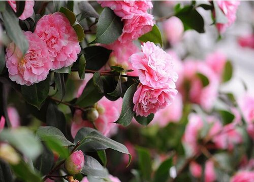 茶花要经常浇水吗"