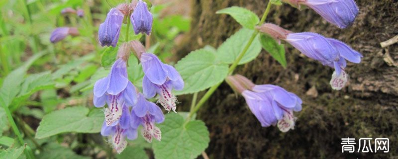 黄芩怎样种植高产呢