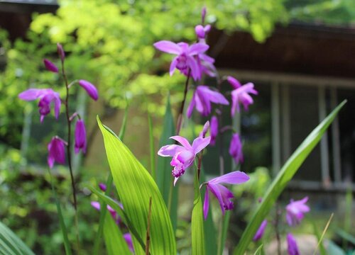 白芨生长在什么地方