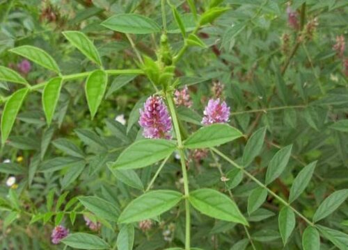 甘草的生长环境及生长地方条件"