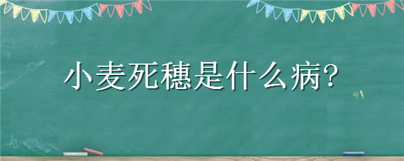 小麦死穗是什么病