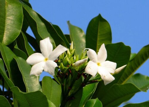 家里能种芒果树吗