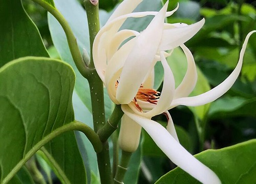 白兰花施什么肥最好