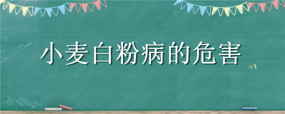 小麦白粉病的危害