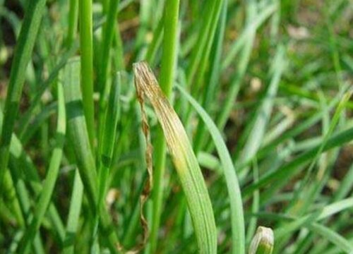 韭菜的生长环境及生长地方条件"