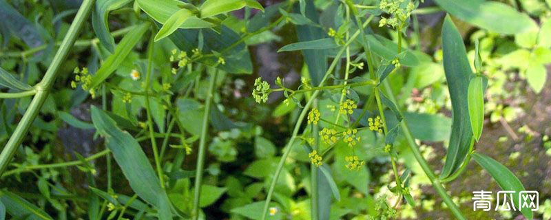 柴胡地用什么除草剂