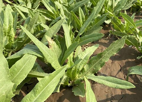 油麦菜的种植方法和时间"