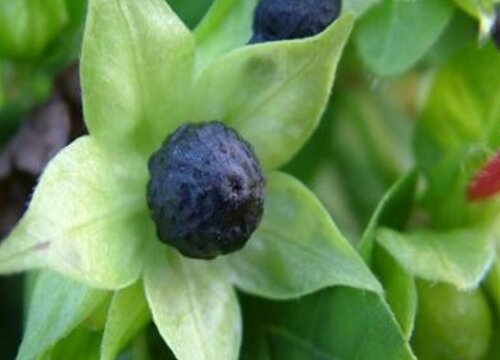 粉豆花种子什么时候种植最好"