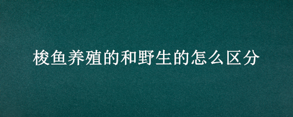 梭鱼养殖的和野生的怎么区分