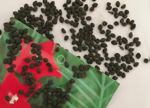 羽叶茑萝种子什么时候种植最好"