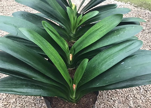 君子兰是几年生植物