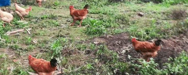 鸡法氏囊特效药