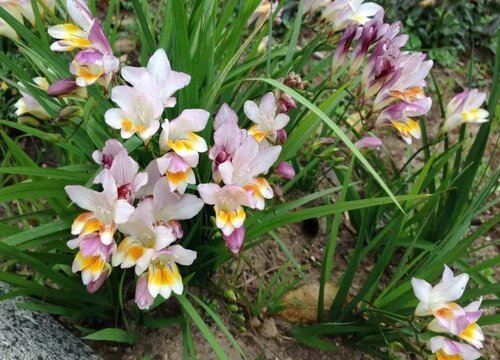 鸢尾花种球保存方法与种植时间"