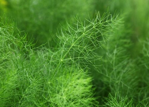 茴香是几年生植物"