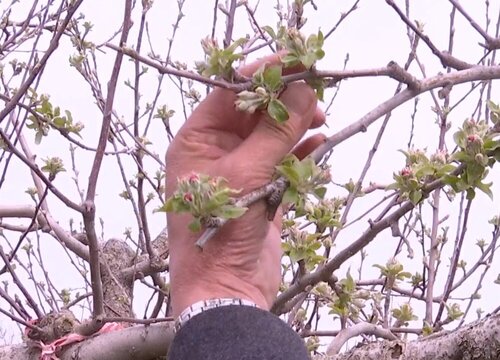 苹果盆栽怎么修剪方法"