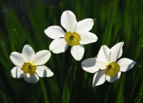 水仙花四季开花吗