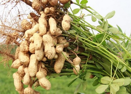 花生什么季节种植合适