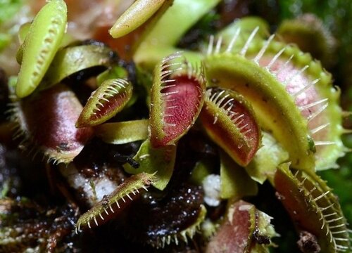 食人花长什么样子