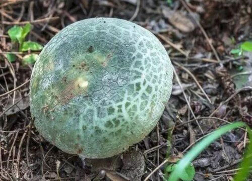 青头菌生长在什么地方