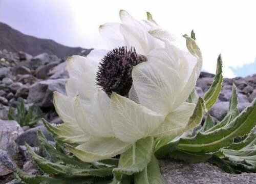 雪莲花哪里产的最好