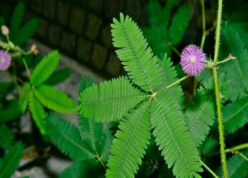 含羞草的生长环境及生长地方条件"